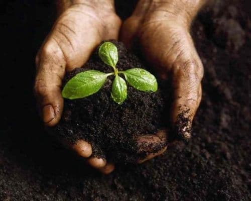 small_lignin-second-life-fertilizer-additive.jpeg